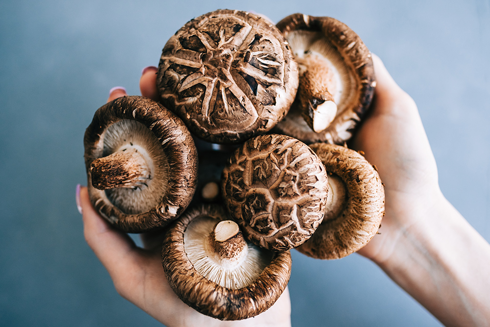 Ciuperci Shiitake: istorie, beneficii și proprietati pentru sănătate