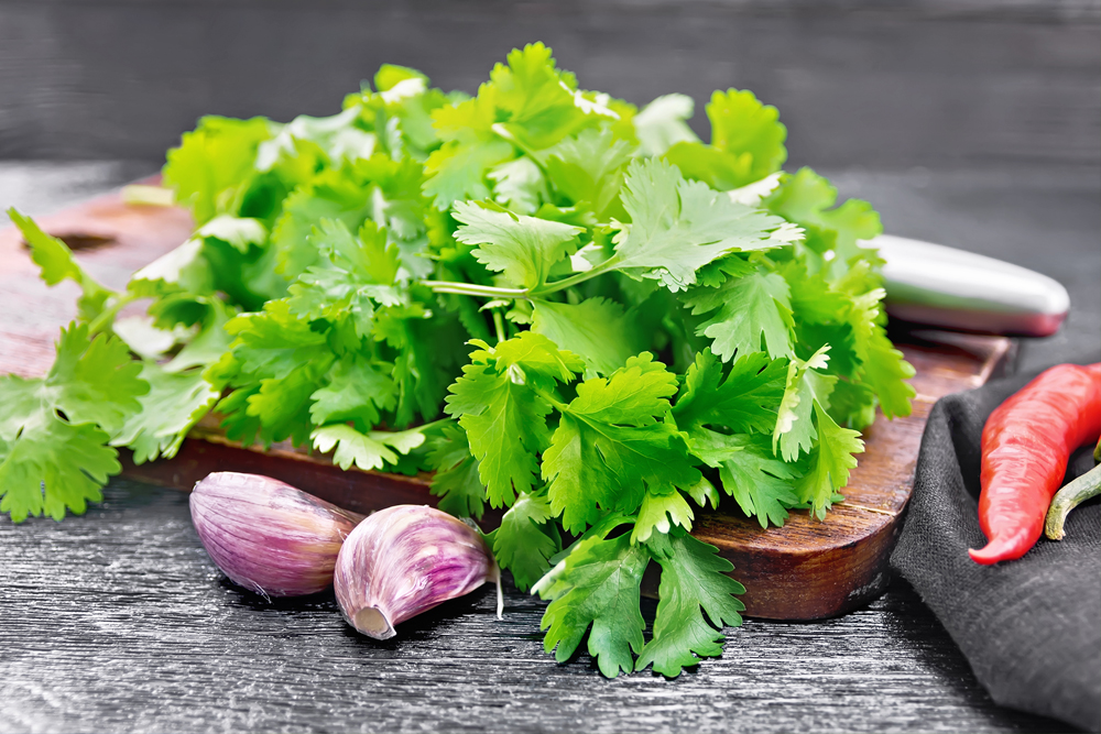 utilizari culinare coriandru