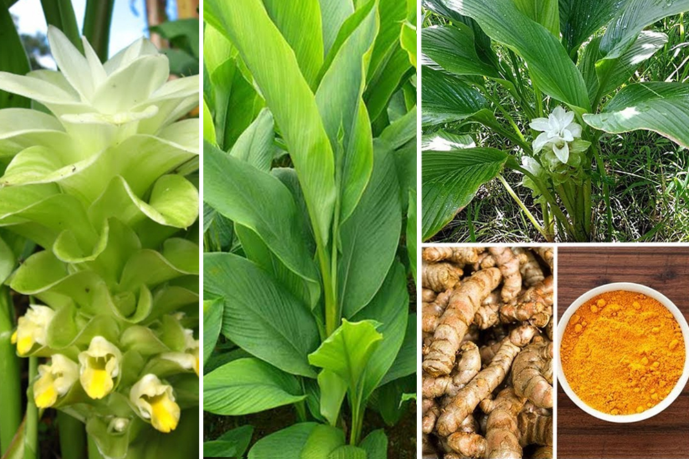 Descriere botanica turmeric Descriere botanica turmeric