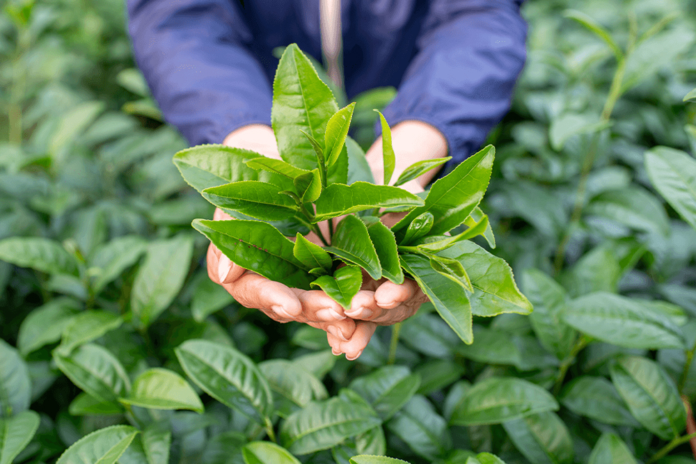 Matcha: Beneficiile pentru sănătate Matcha: Beneficiile pentru sănătate